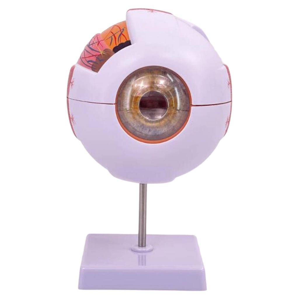 Medical Lab Research - Modelo anatómico de ojo humano, modelo