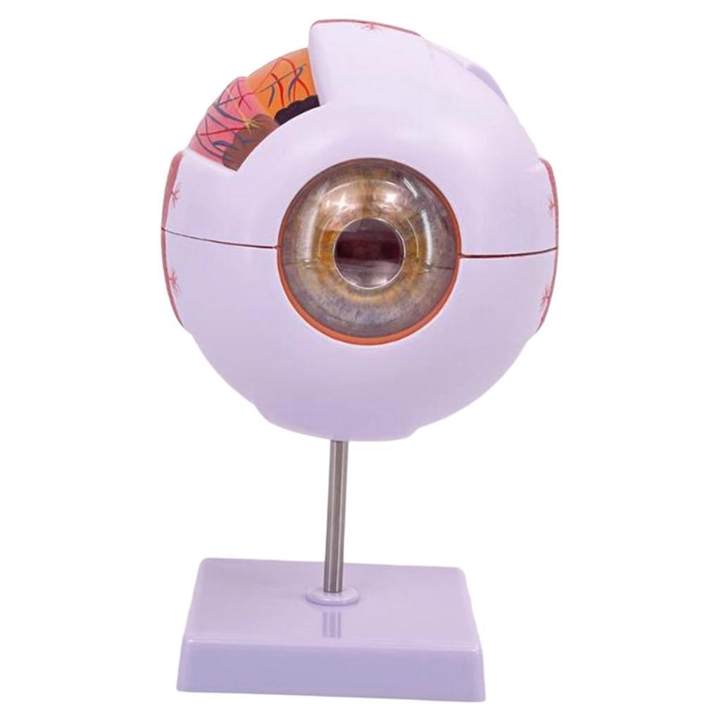 Modelo anatómico de ojo humano - Medical Lab Research reseña y precio