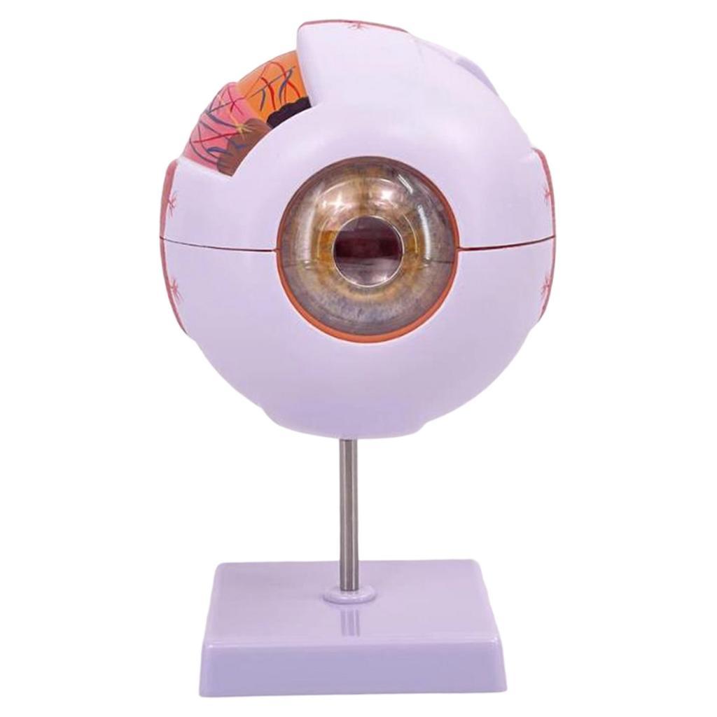 Modelo anatómico de ojo humano - Medical Lab Research reseña y precio