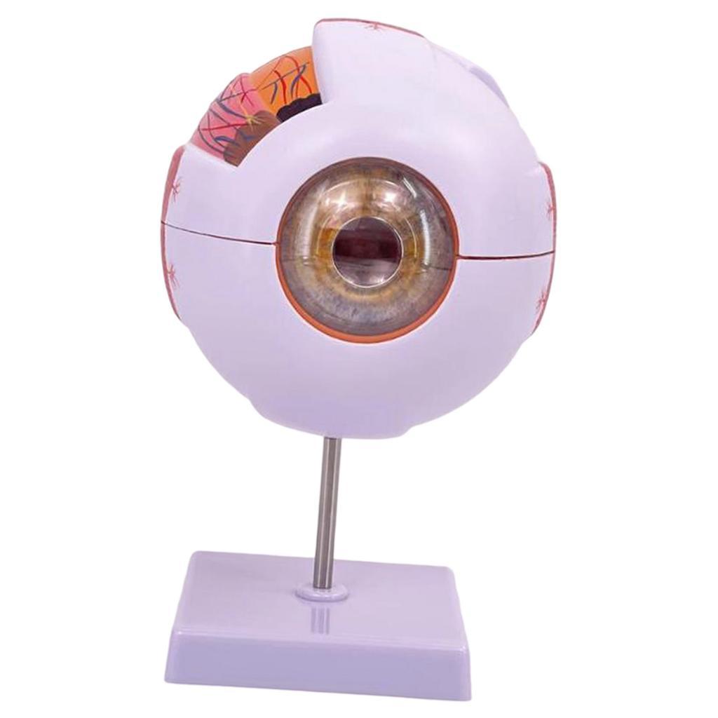Modelo anatómico de ojo humano - Medical Lab Research reseña y precio