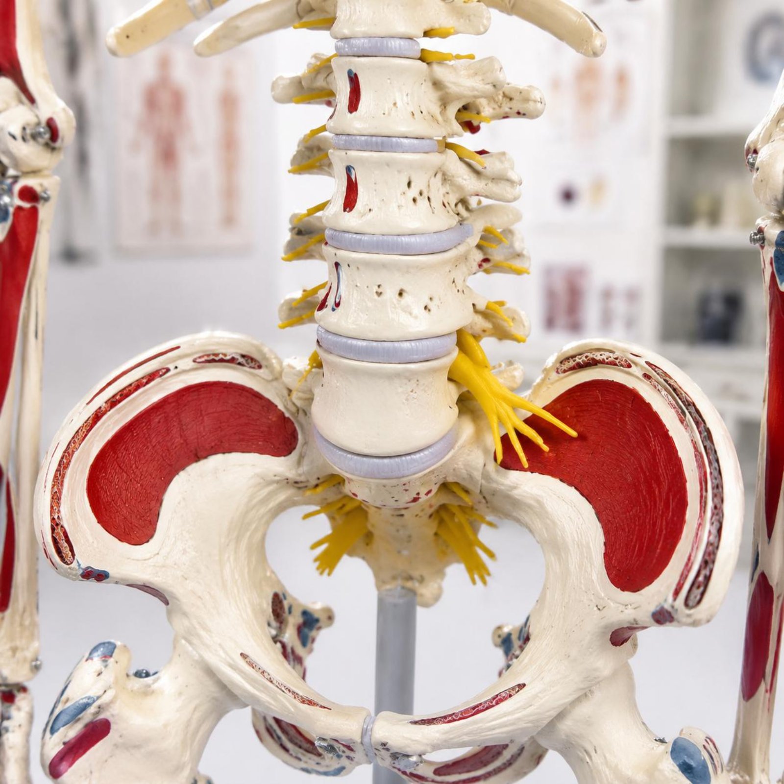 Modelo de esqueleto flexible c - Medical Lab Research reseña y precio